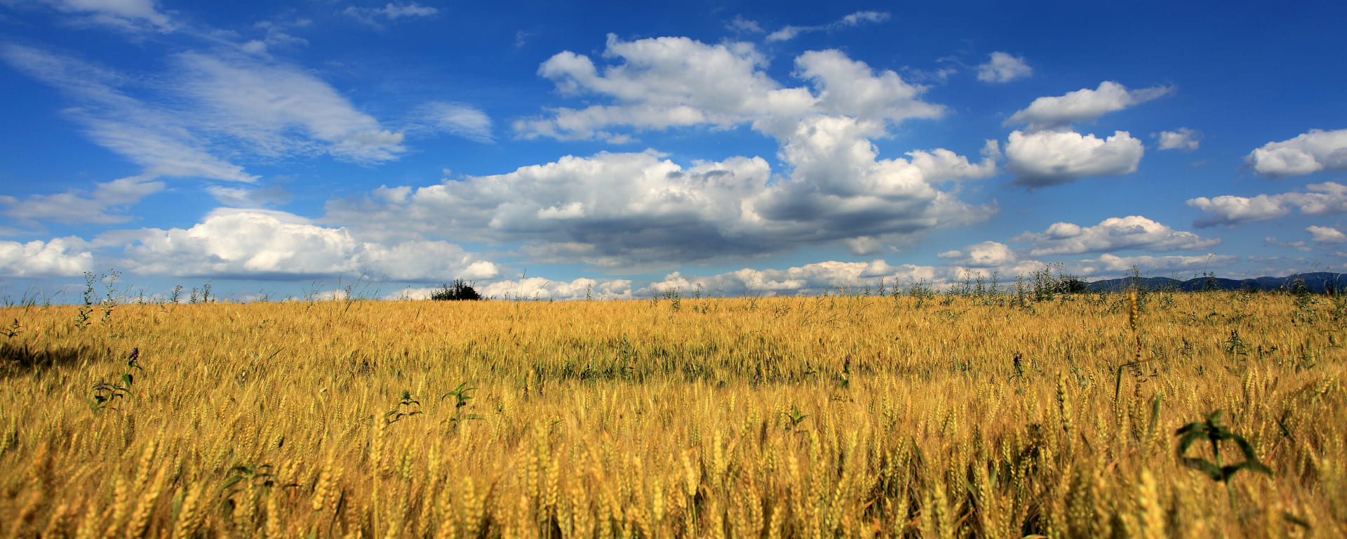 Everything for the harvest - in one place!