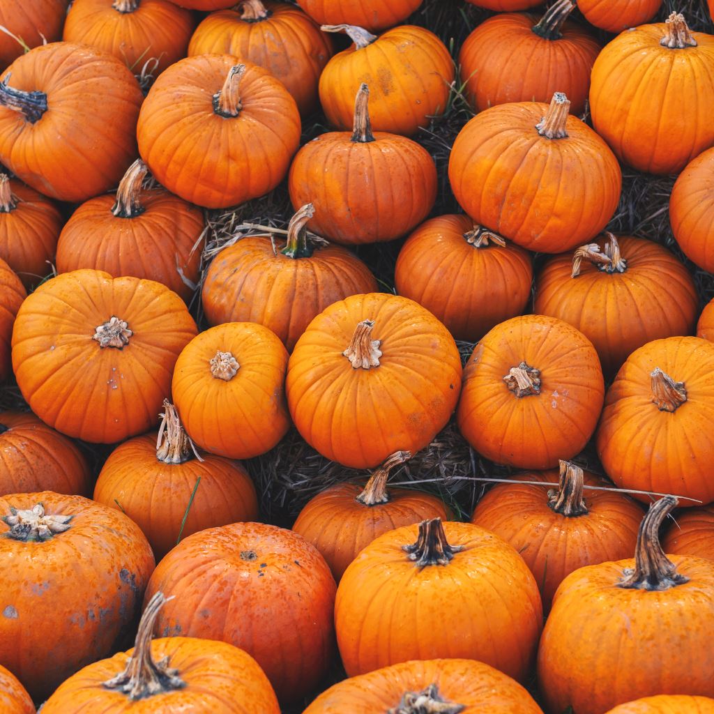 Pumpkin, Lark Seeds (Professional Seeds)